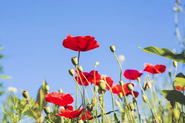 Rode papaver bloemen op blauwe lucht achtergrond — Stockfoto