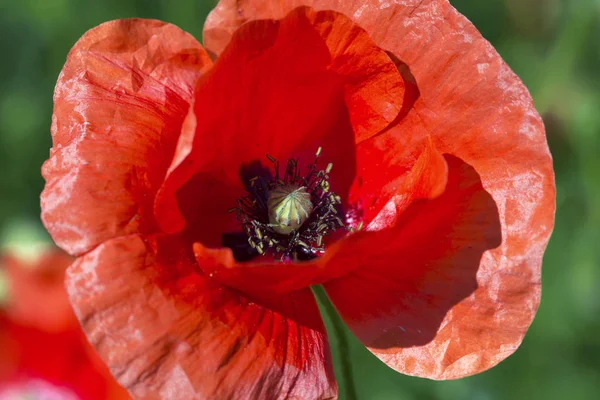 Rode papaver geïsoleerd op groene natuurlijke achtergrond — Stockfoto