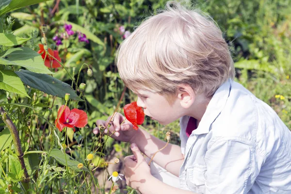 Sevimli küçük çocuk bir vahşi pooy çiçek kokuyor — Stok fotoğraf