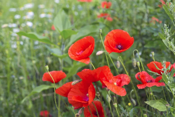 Opio amapola papaver somniferum flor — Foto de Stock