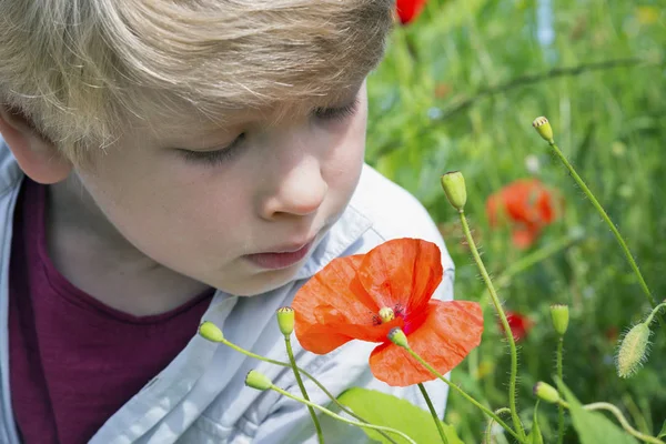 Sevimli küçük çocuk kırmızı bir haşhaş çiçek kokuyor — Stok fotoğraf