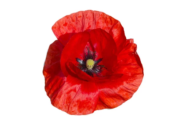 Rode papaver geïsoleerd op witte achtergrond — Stockfoto