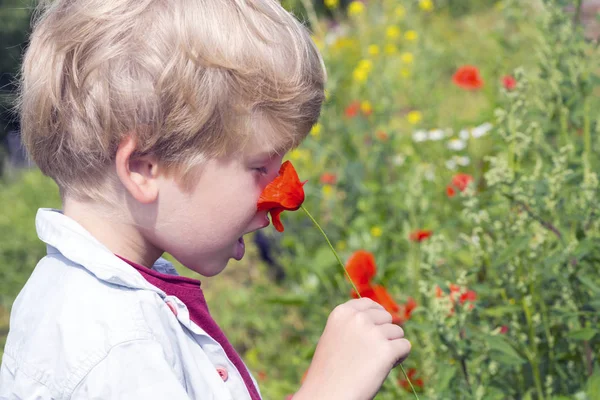 Cute little boy smells a red poppy — Stock Photo, Image