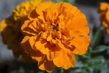 Çiçek açan Tagetes Patula