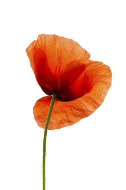  Kırmızı haşhaş beyaz arkaplanda izole edildi