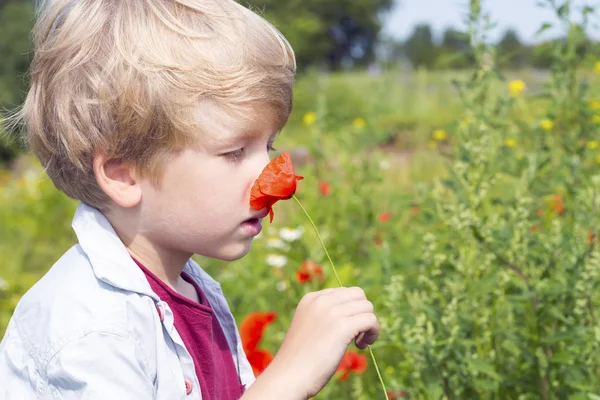 Cute little boy smells a red poppy — Stock Photo, Image