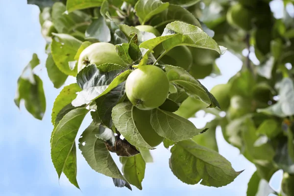 Close-up van groene appels op een boom — Stockfoto