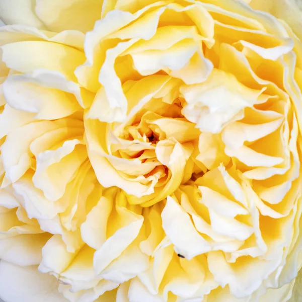 Rosa amarilla primer plano — Foto de Stock