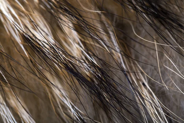 長い昼寝と毛皮ラクーンのテクスチャ — ストック写真