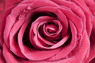 Pembe gül yakın plan