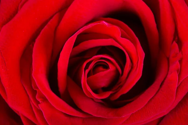 stock image Red rose close-up