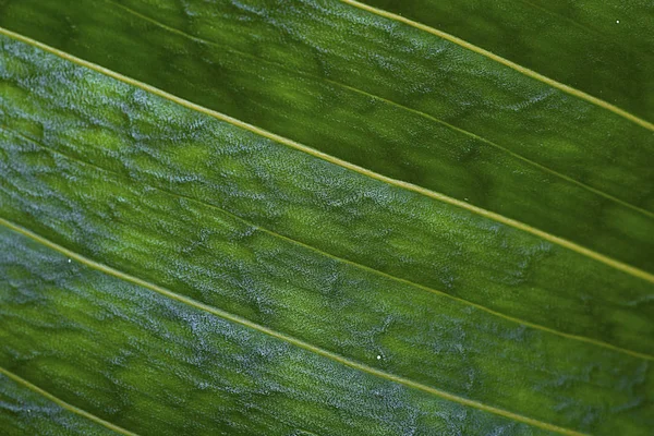 Green leave texture natural background — Stock Photo, Image