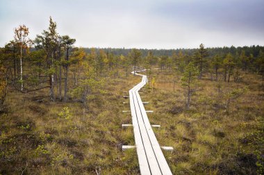 Letonya. güzel renklerde swamp Dunikas