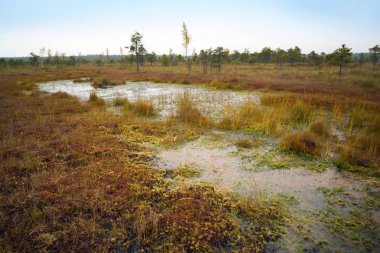 Letonya. Güzel renklerde swamp Kemeri.