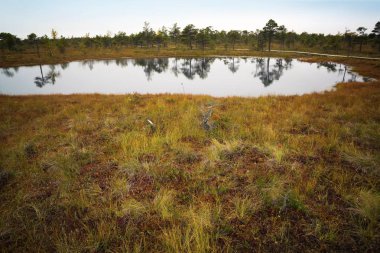 Letonya. Güzel renklerde swamp Kemeri.