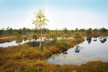 Letonya. Güzel renklerde swamp Kemeri.