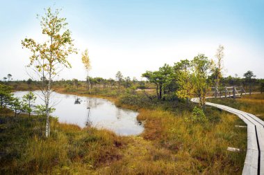 Letonya. Güzel renklerde swamp Kemeri.