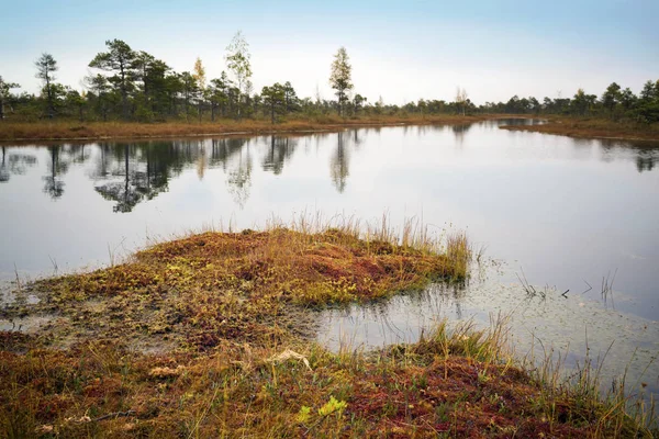 Letonya. Güzel renklerde swamp Kemeri.