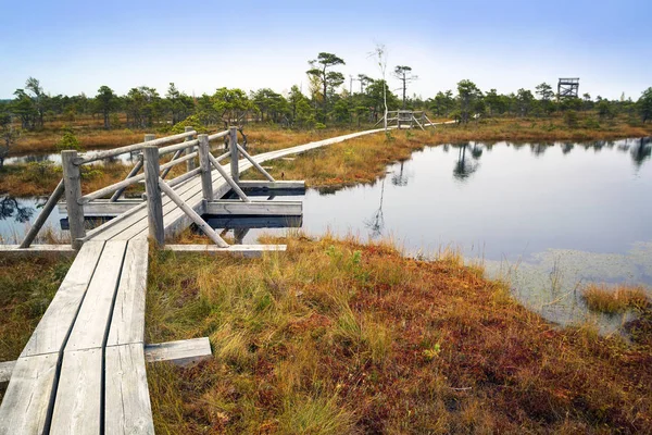 Letonya. Güzel renklerde swamp Kemeri.
