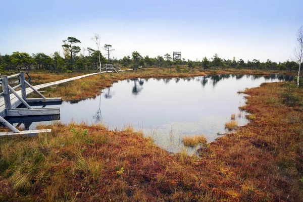 Letonya. Güzel renklerde swamp Kemeri.