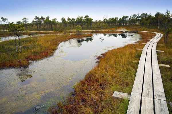 Letonya. Güzel renklerde swamp Kemeri.