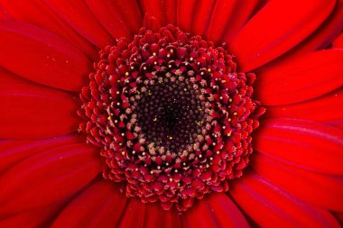 Kırmızı gerbera daisy; Makro