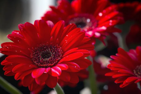 Rote Gerbera Gänseblümchen; Makro — Stockfoto