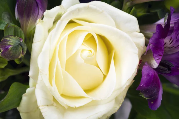 Hermosa rosa blanca — Foto de Stock