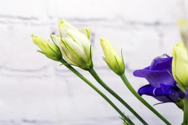 Mooi boeket van gemengde bloemen — Stockfoto