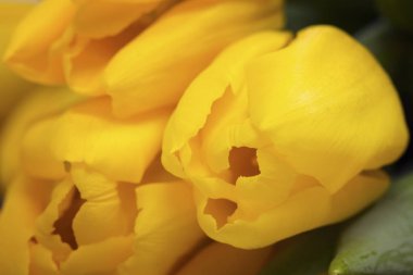 Sarı laleler. Makro çekim