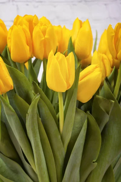 Gele tulpen. Macro schot — Stockfoto