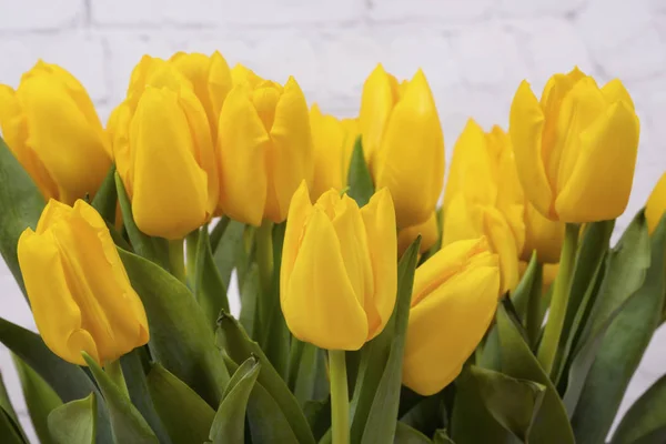Gele tulpen. Macro schot — Stockfoto