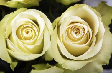 Parlak sarı gül arka plan