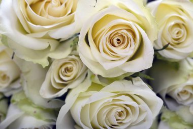 Parlak sarı gül arka plan