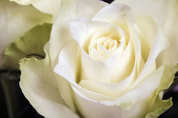 Strahlend weiße Rose — Stockfoto