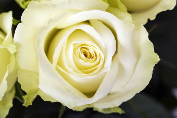 Fondo de rosas amarillas brillantes — Foto de Stock