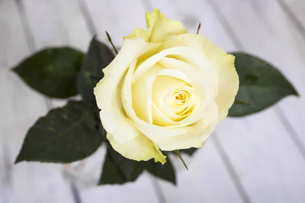 明亮的黄色玫瑰 — 图库照片