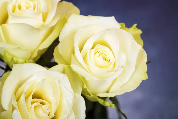 Fondo de rosas amarillas brillantes — Foto de Stock