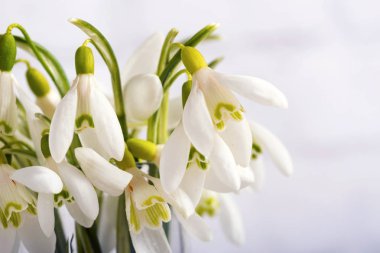 beyaz arkaplanda izole edilmiş kar damlası çiçekleri