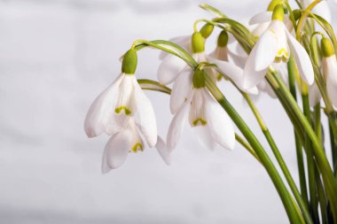 beyaz arkaplanda izole edilmiş kar damlası çiçekleri