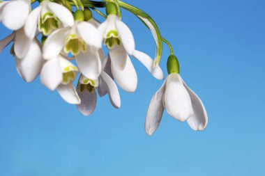 Üzerinde mavi arka plan izole kardelen çiçek