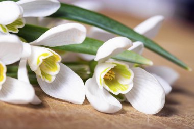 kardamlası çiçekleri arka plan