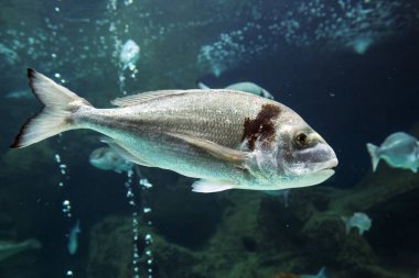 Mavi sudaki büyük balık