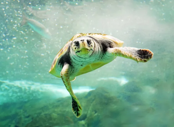 Green Turtle in sea — 스톡 사진