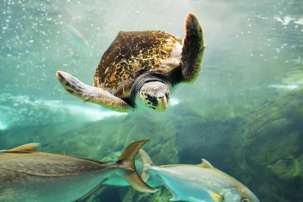Zelená želva na moři — Stock fotografie