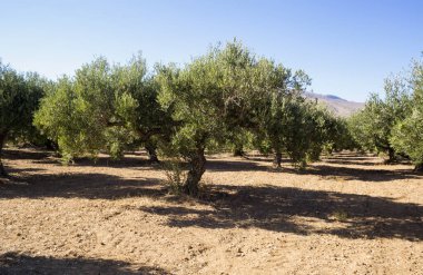 Zeytin ağaçları, Akdeniz zeytin tarlası hasat için hazır..