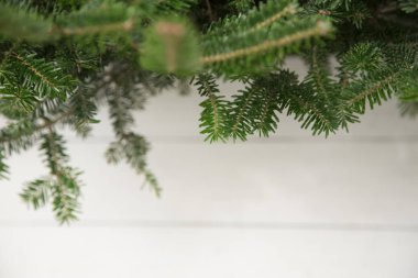 Çam ağacı ve ahşap arka plan