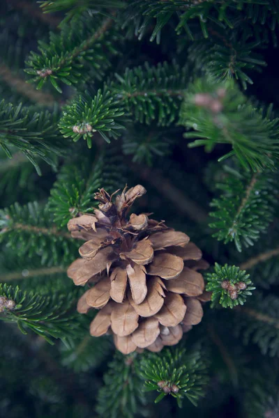 A pine cone on a fir tree — Stock Photo, Image