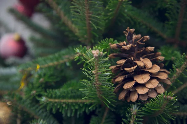 Un cône de pin sur un sapin — Photo