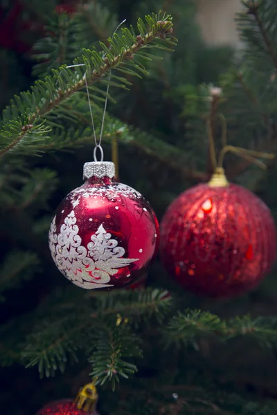 Kırmızı baubles cam bir köknar ağacı üzerinde yapılan — Stok fotoğraf